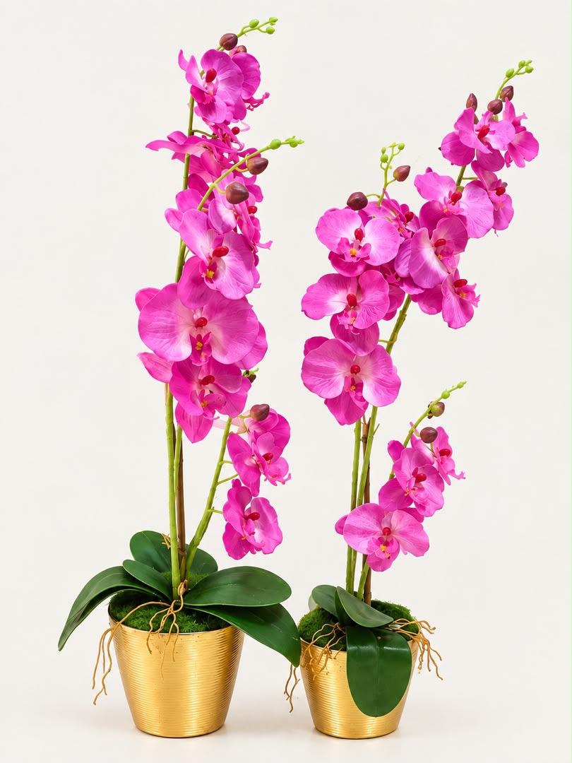 Royal Pink Orchid Pair plant