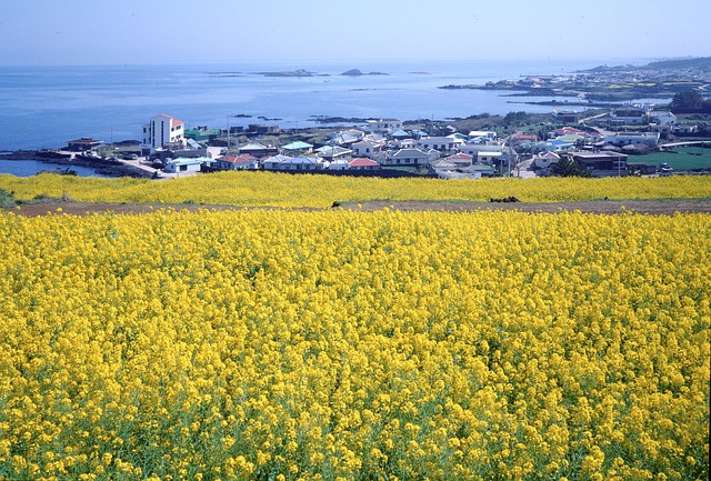 제주도 액티비티