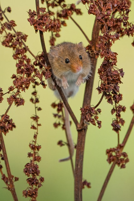 마우스 충전 독 내부 이미지