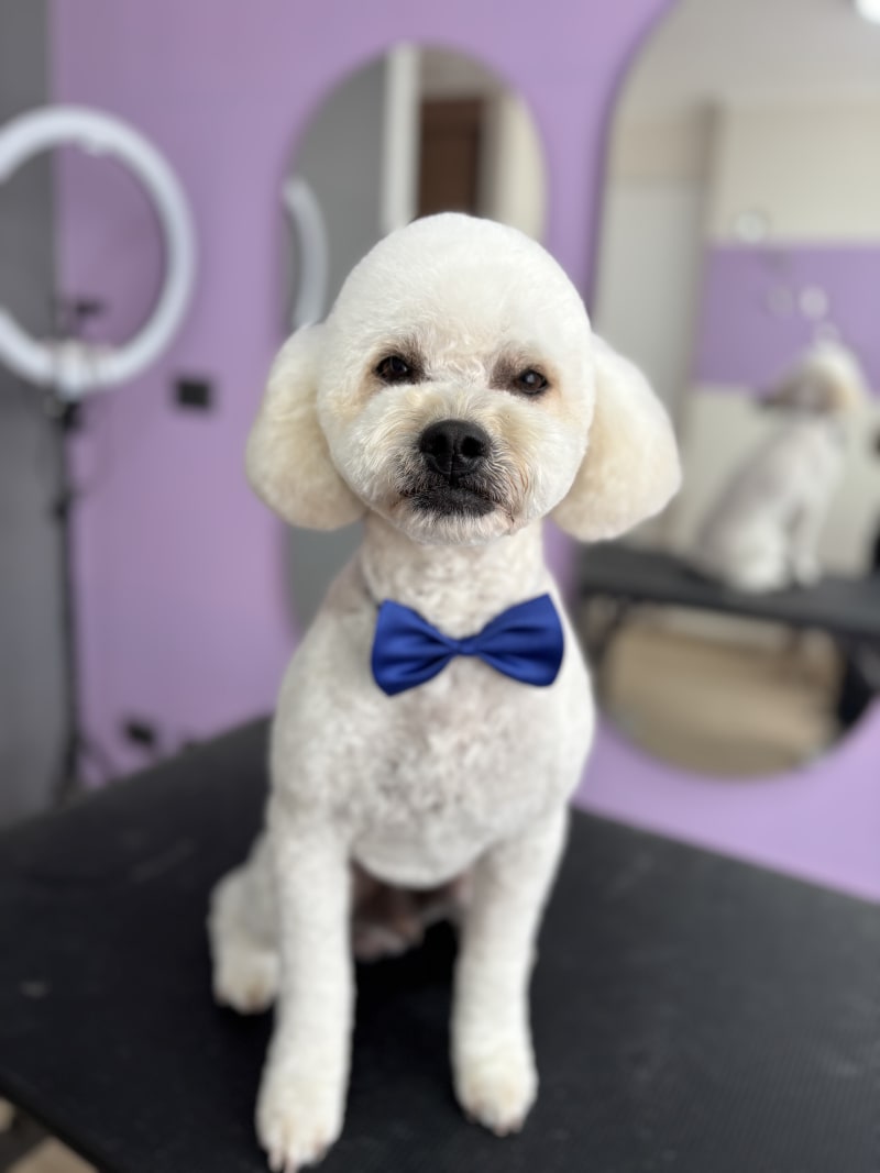 Foto de peluquería canina