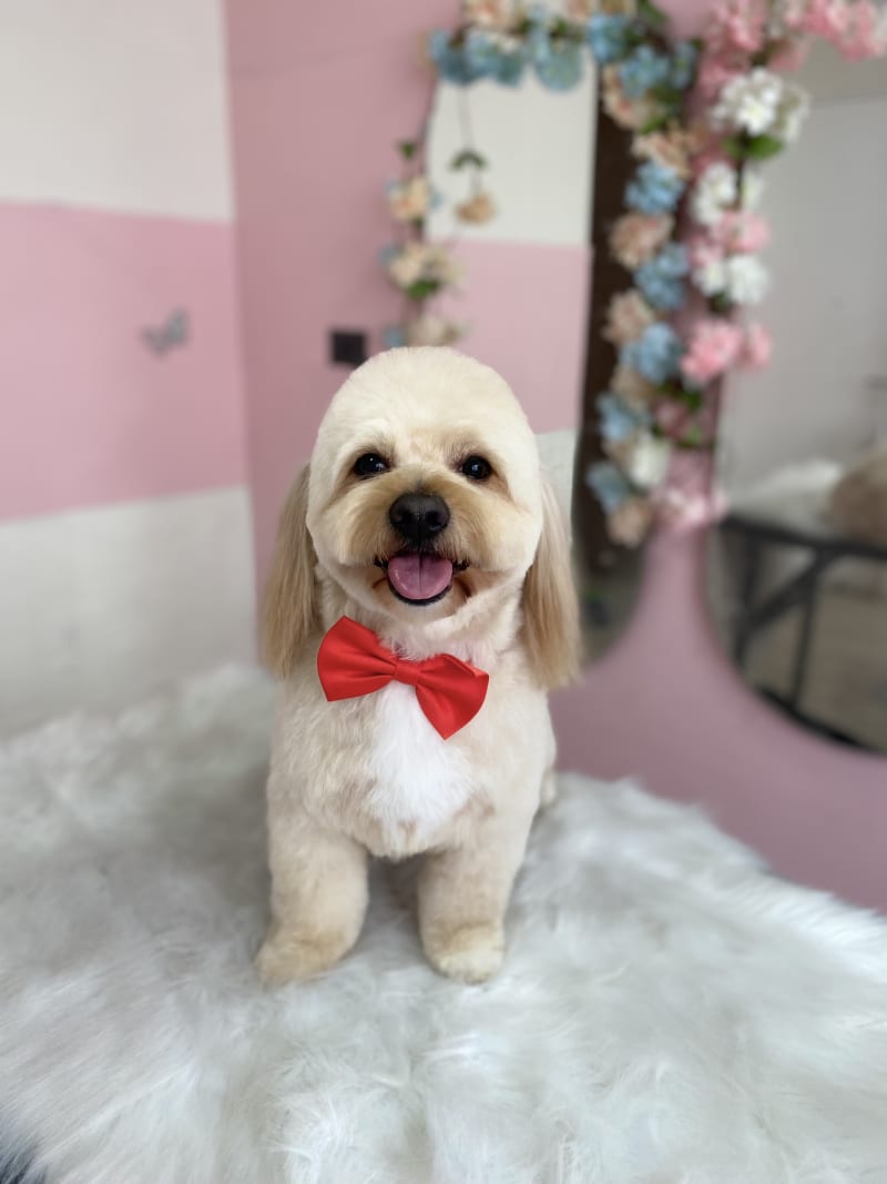 Foto de peluquería canina