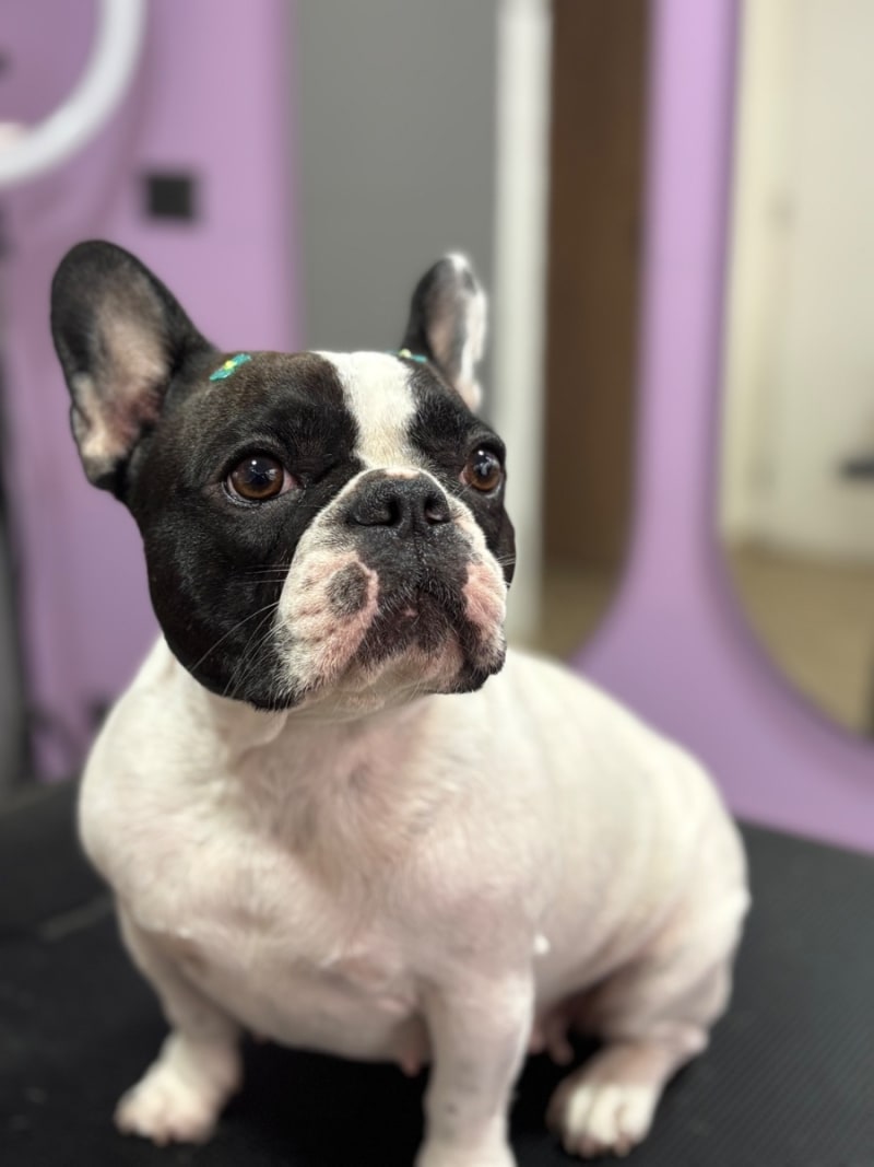 Foto de peluquería canina