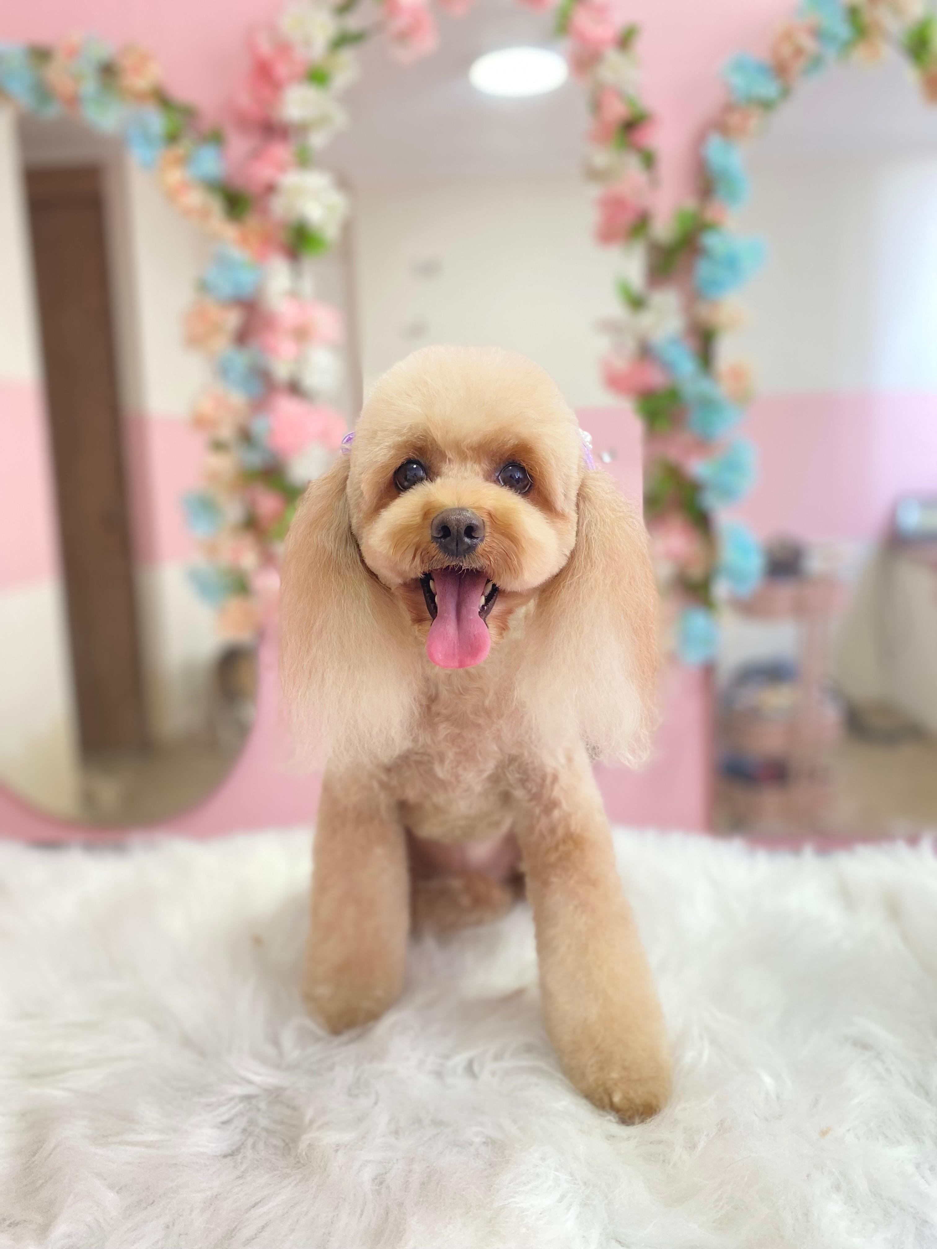 Foto de peluquería canina