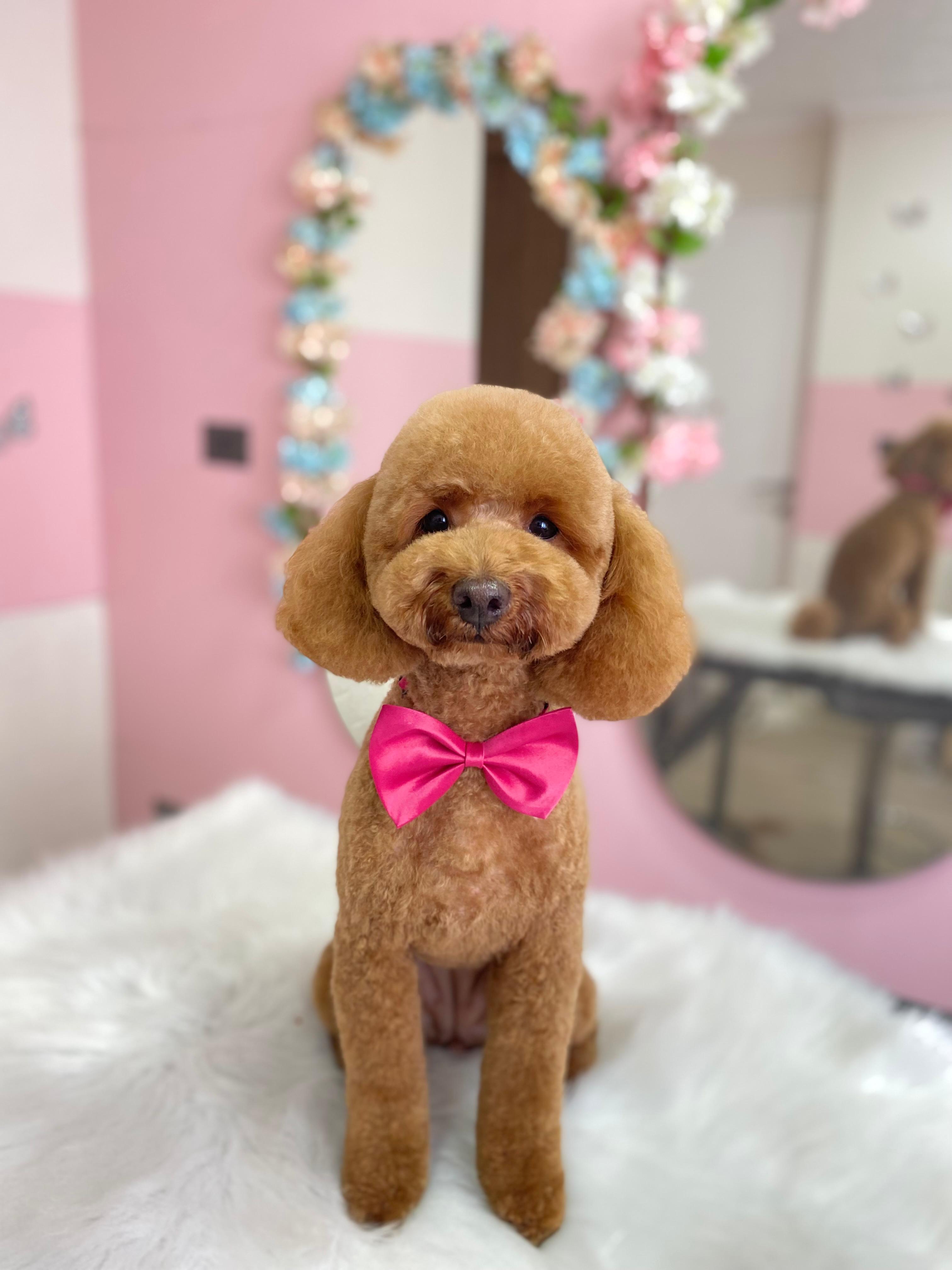Foto de peluquería canina