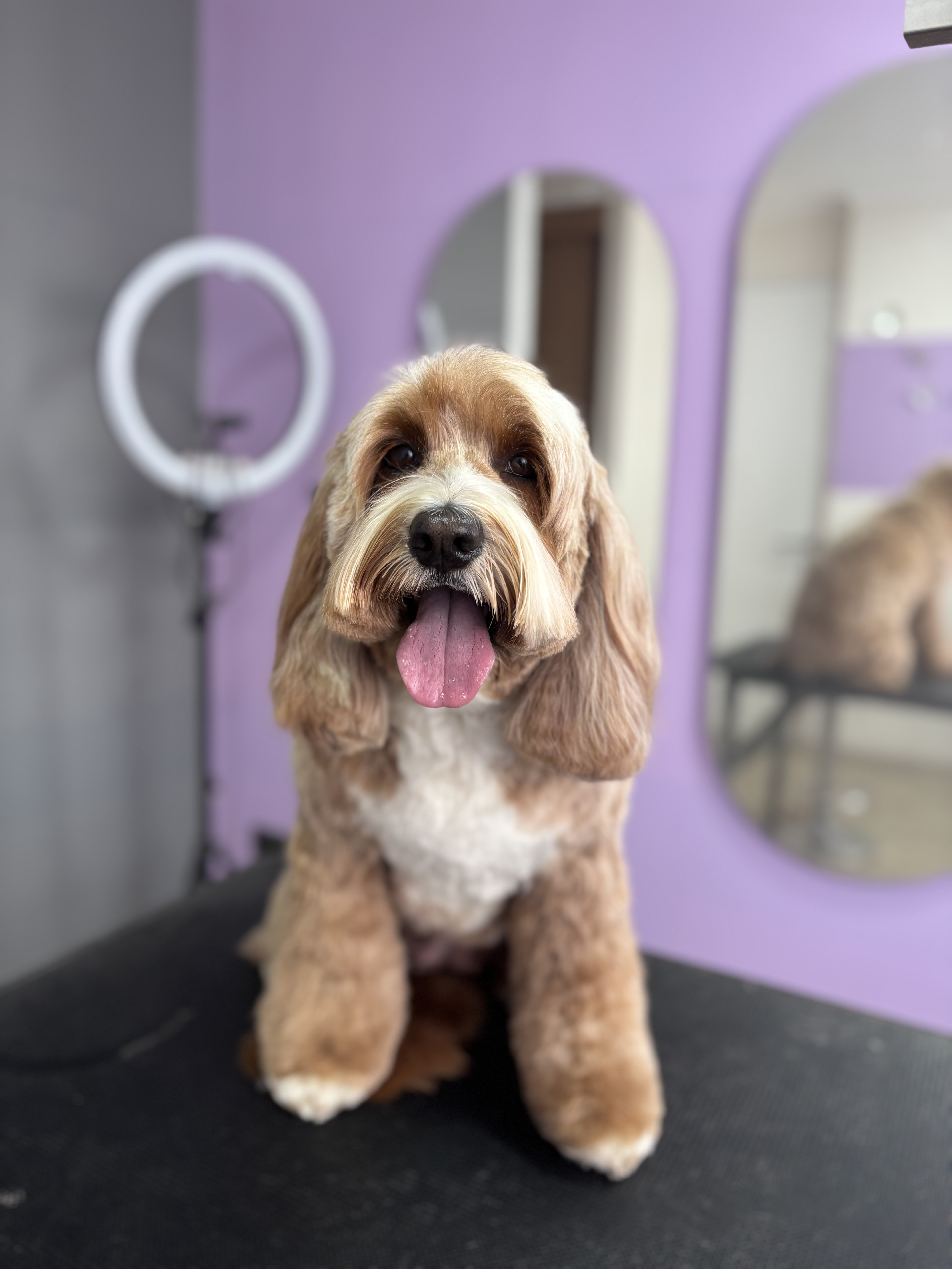 Foto de peluquería canina