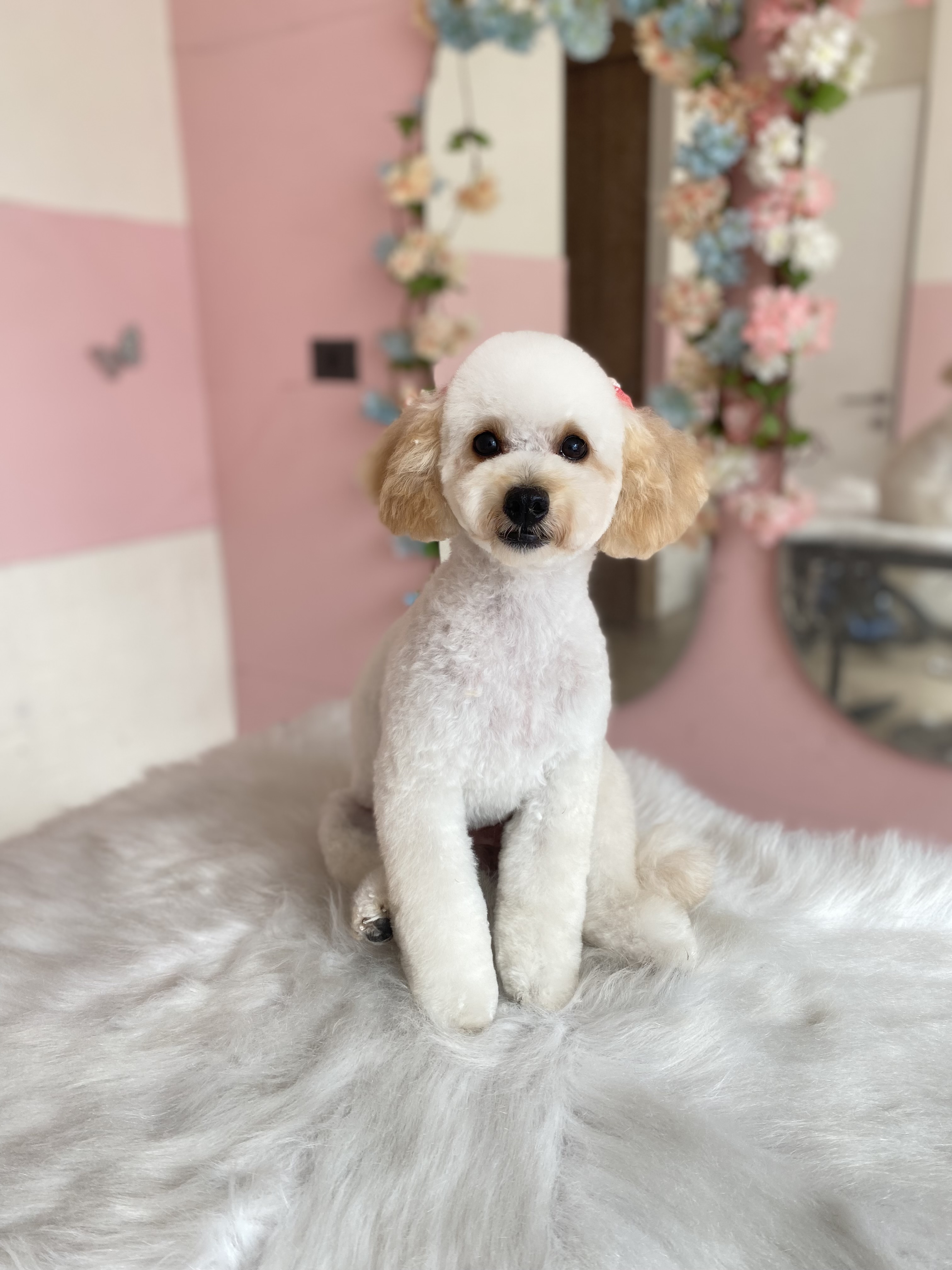 Foto de peluquería canina
