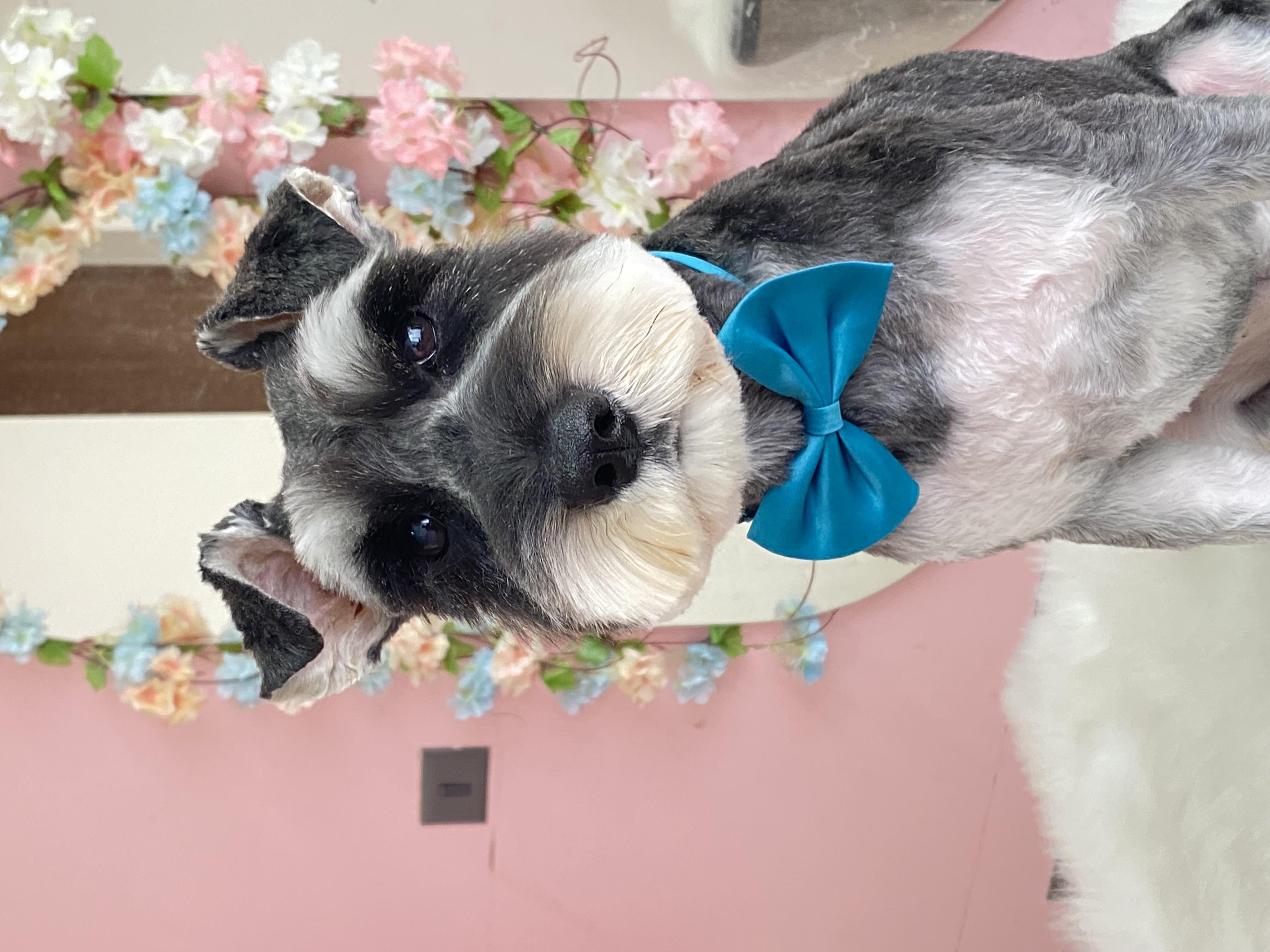 Foto de peluquería canina