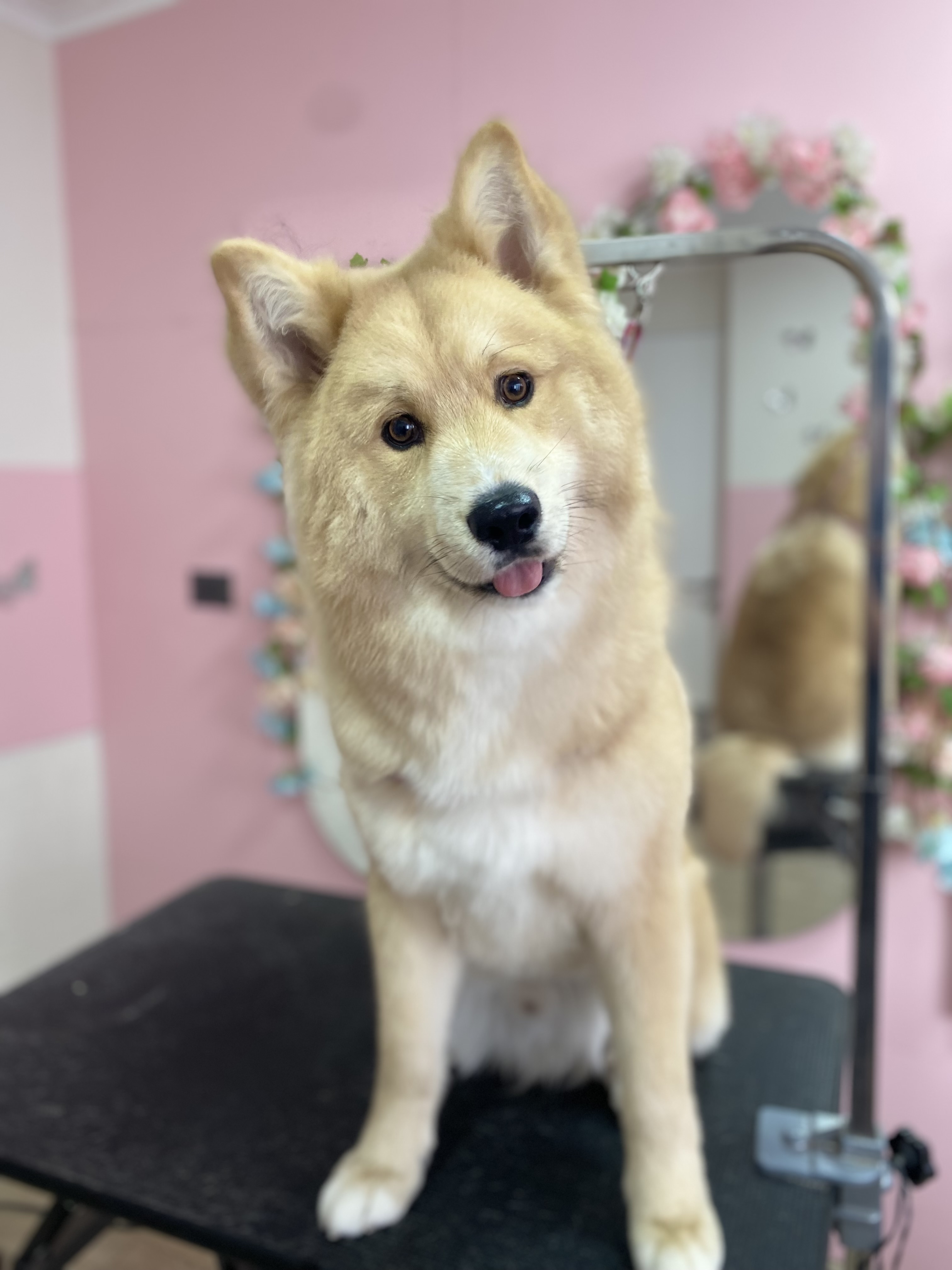 Foto de peluquería canina