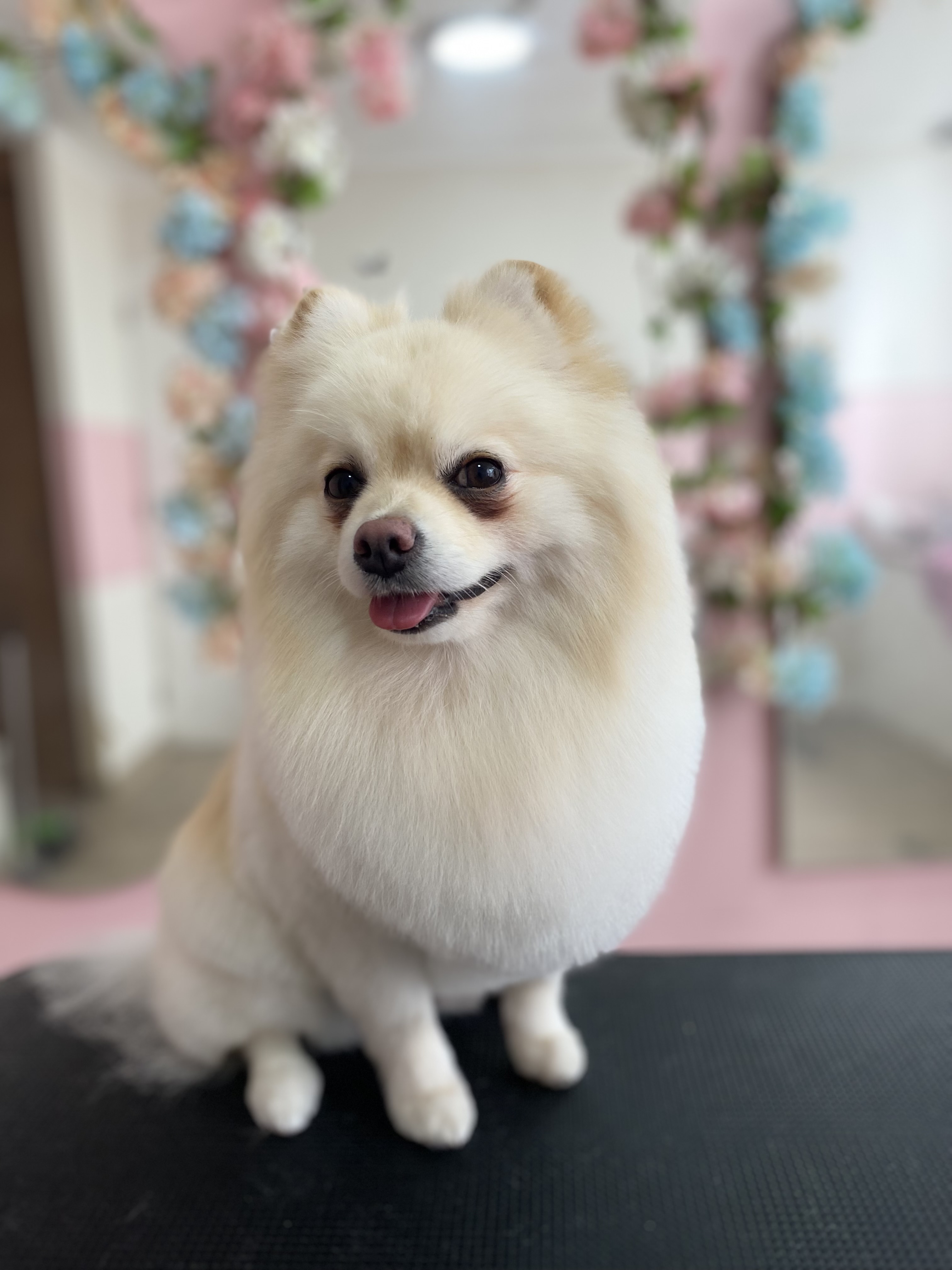 Foto de peluquería canina