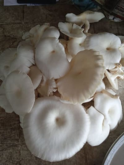 Mushroom 