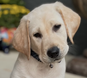 Daniel Mitchell Image