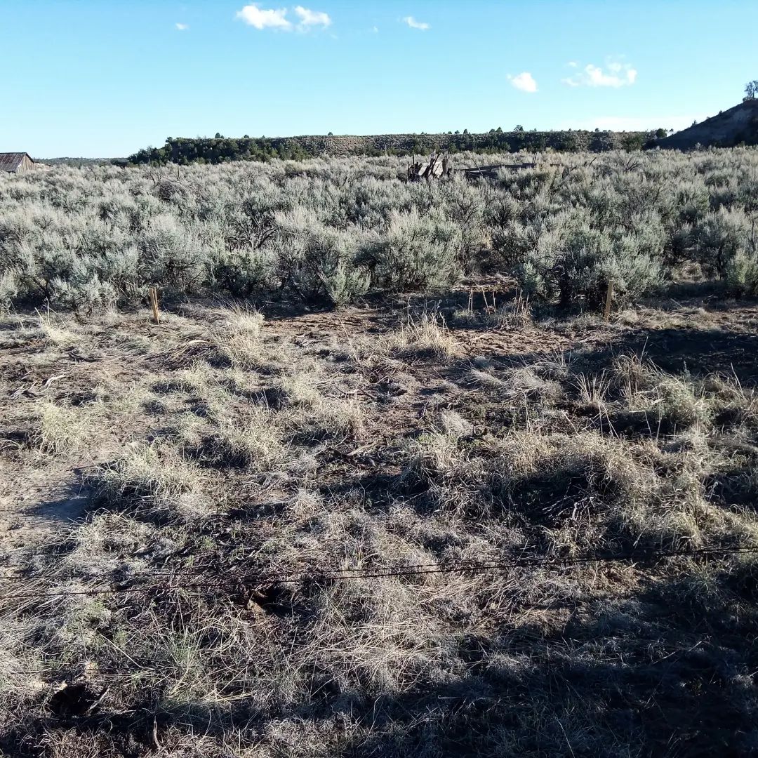 Cleared grill and horno area with corral ahead