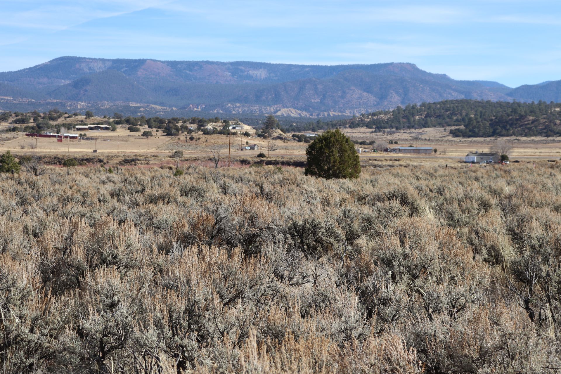 Western boundary looking east — landmark juniper tree and Nacimiento Mountains, November 2023