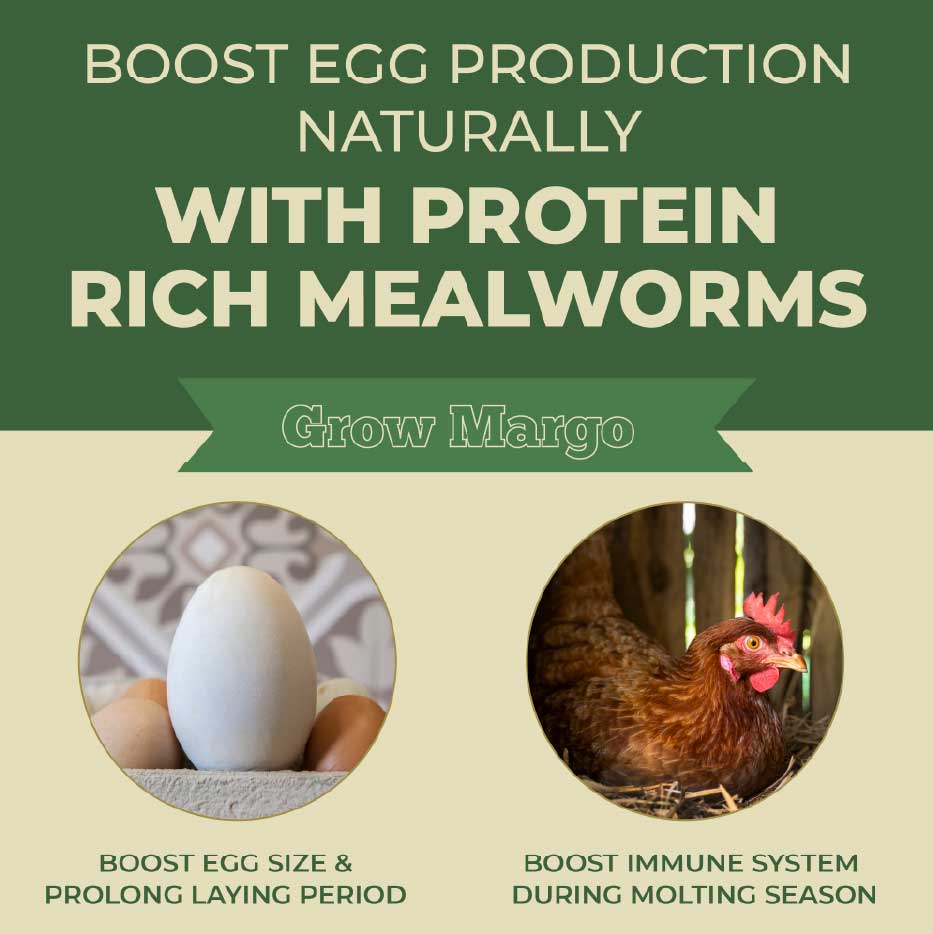 Main USP: Natural Egg Production Support
