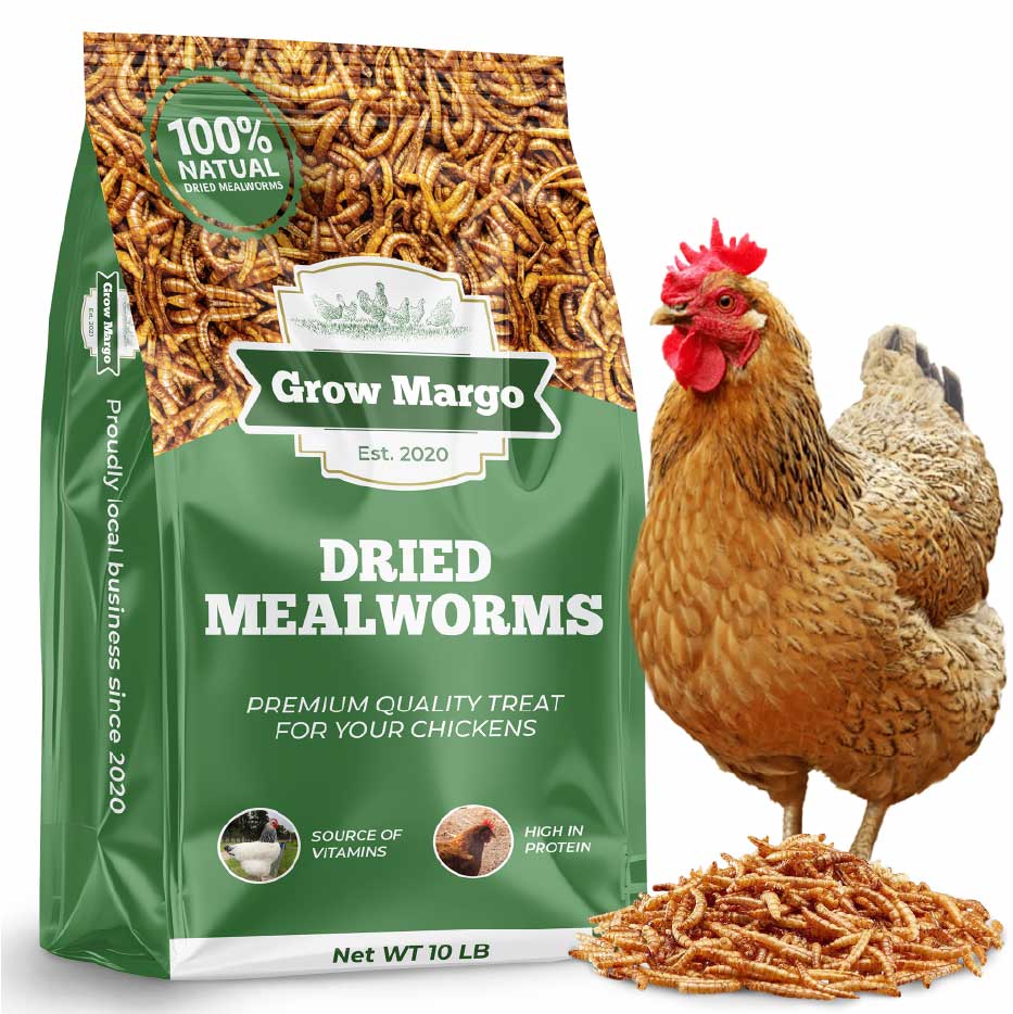 Meal Worms - Main Image