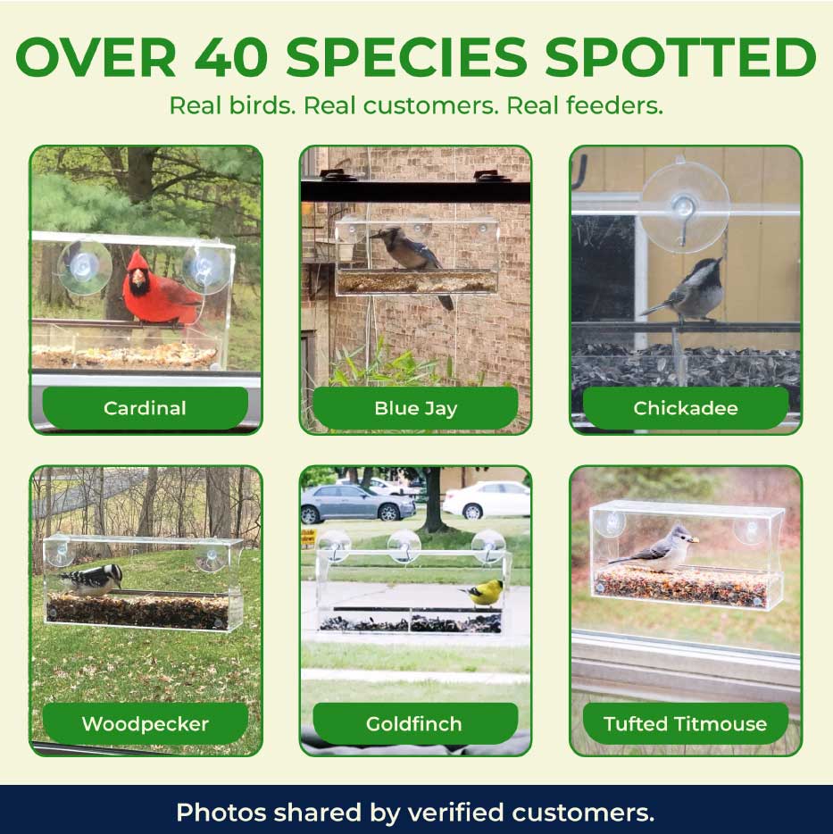 Real Birdwatching Results