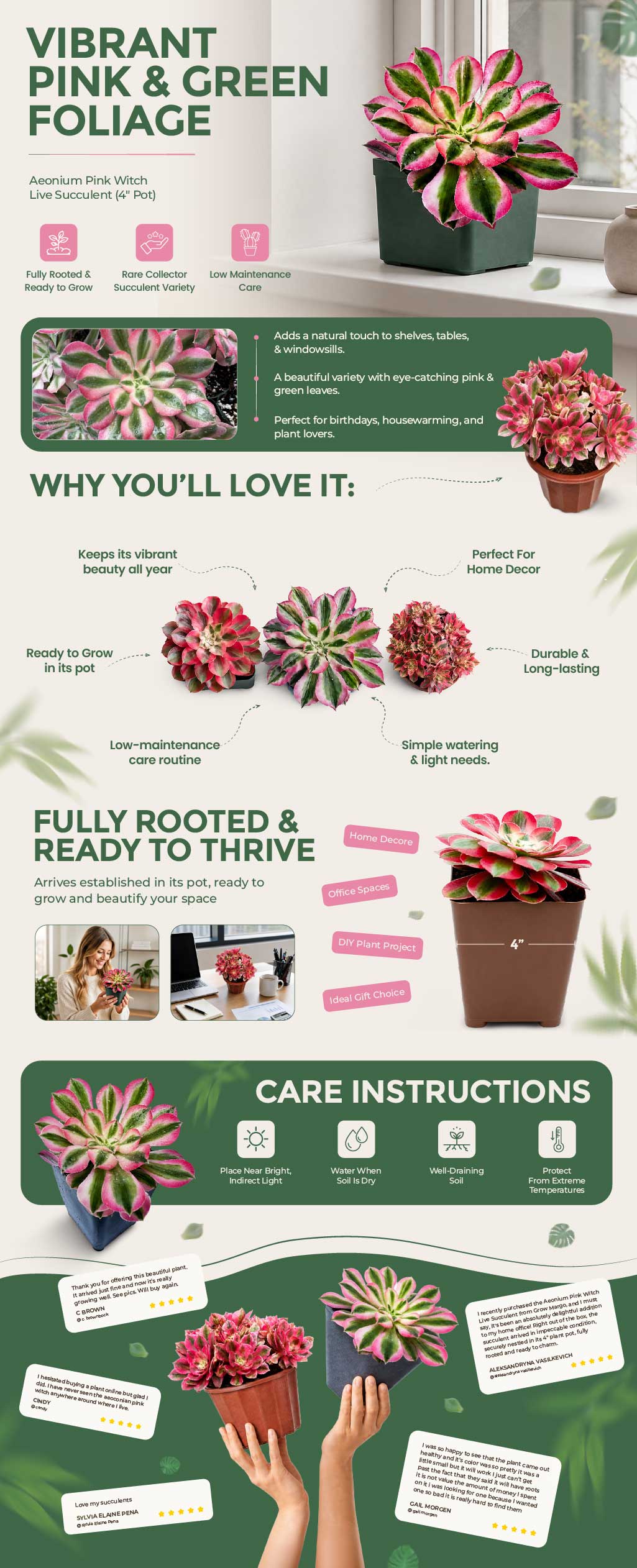 Aeonium Pink Witch Live Succulent A+ - full A+ page export