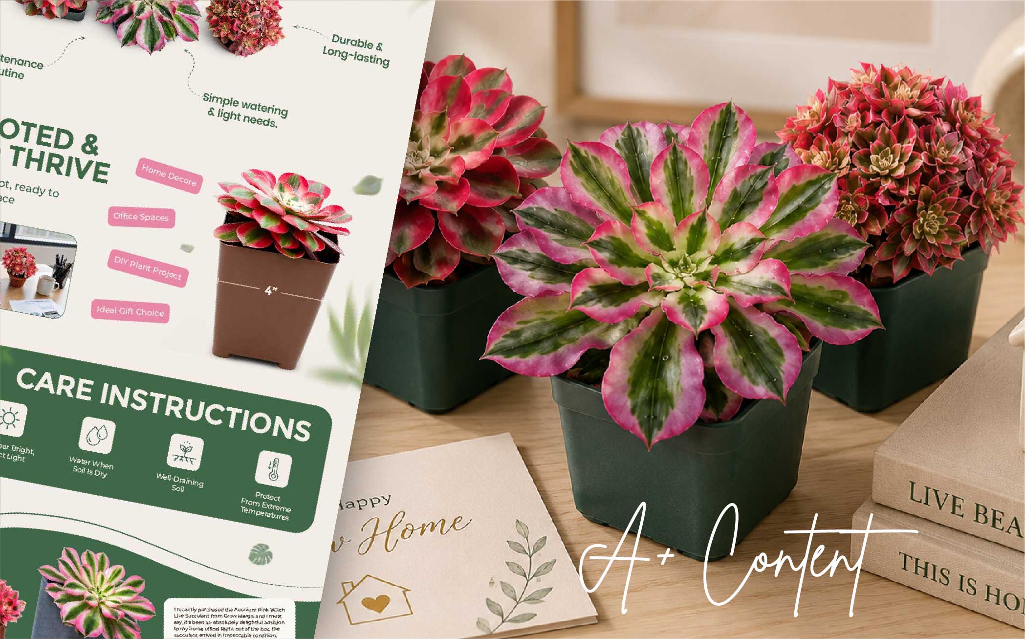 Aeonium Pink Witch Live Succulent A+