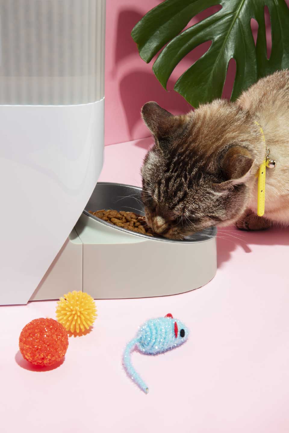 Pet & Supplies
