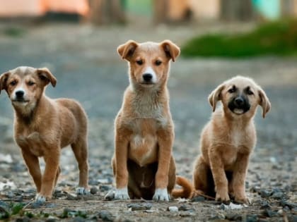 В Нижнем Тагиле на отлов бродячих собак выделили 11 млн рублей