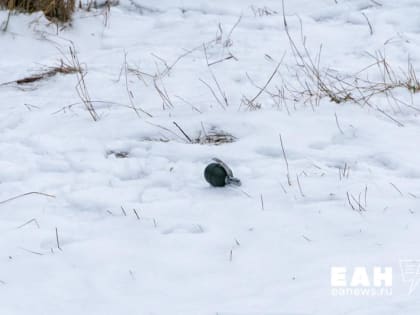 Обыск у жителя Екатеринбурга: подозрения в экстремизме из-за обсуждения взрывчатки