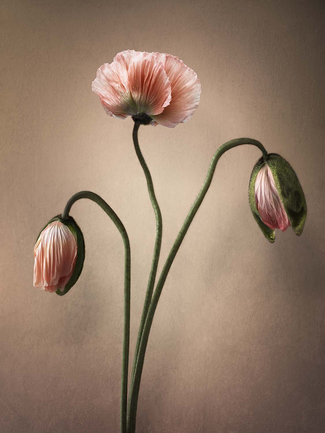 Secret Garden by Flokje van Lith