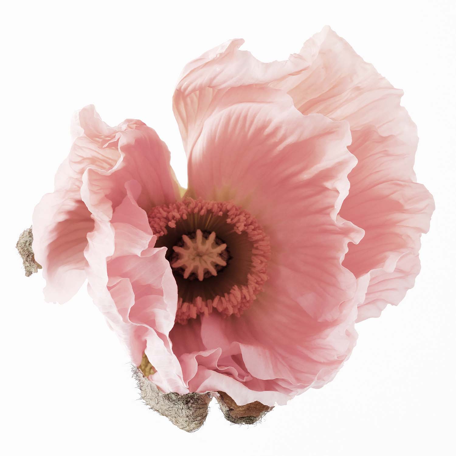 Bloom