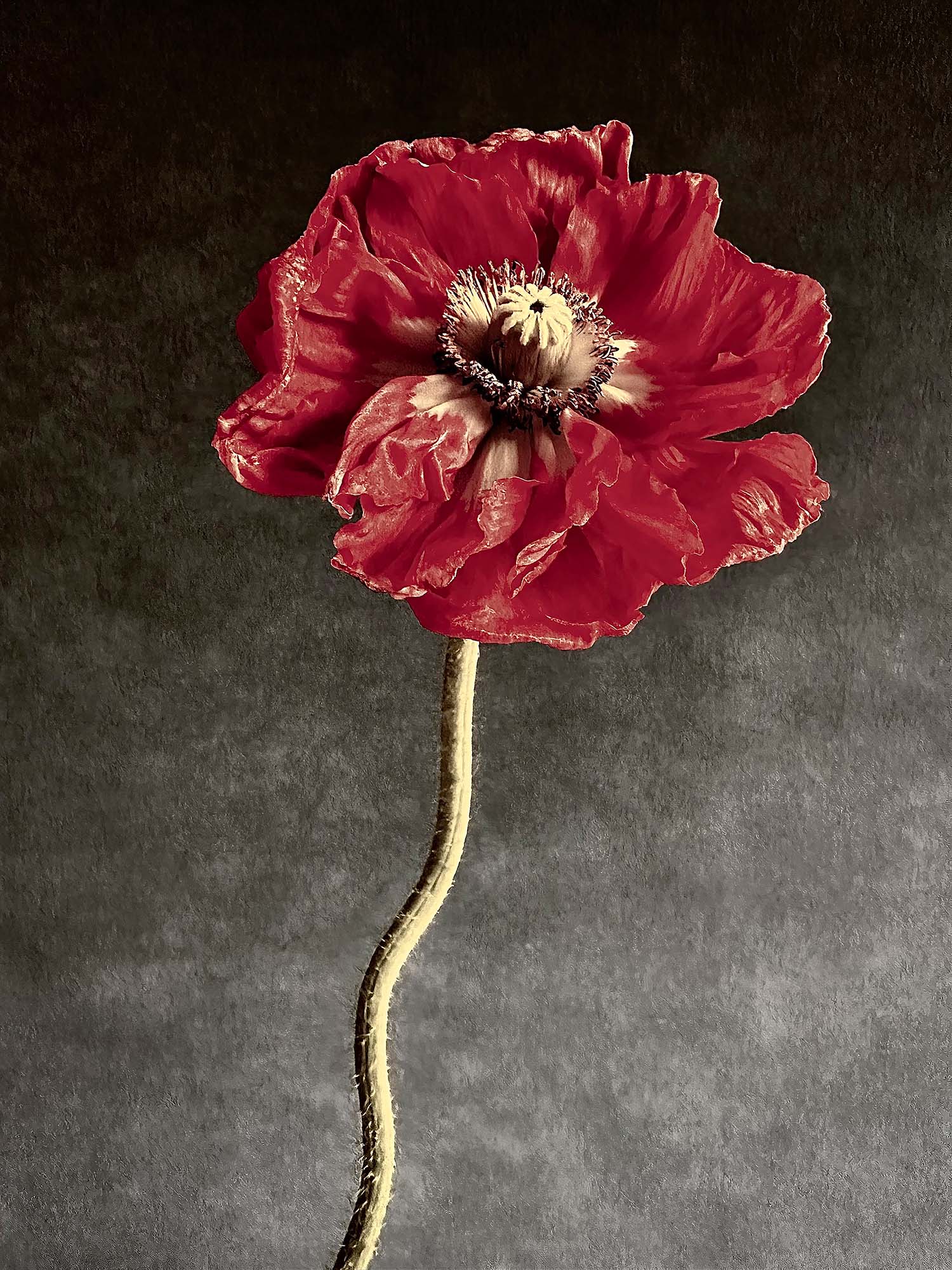 Poppy