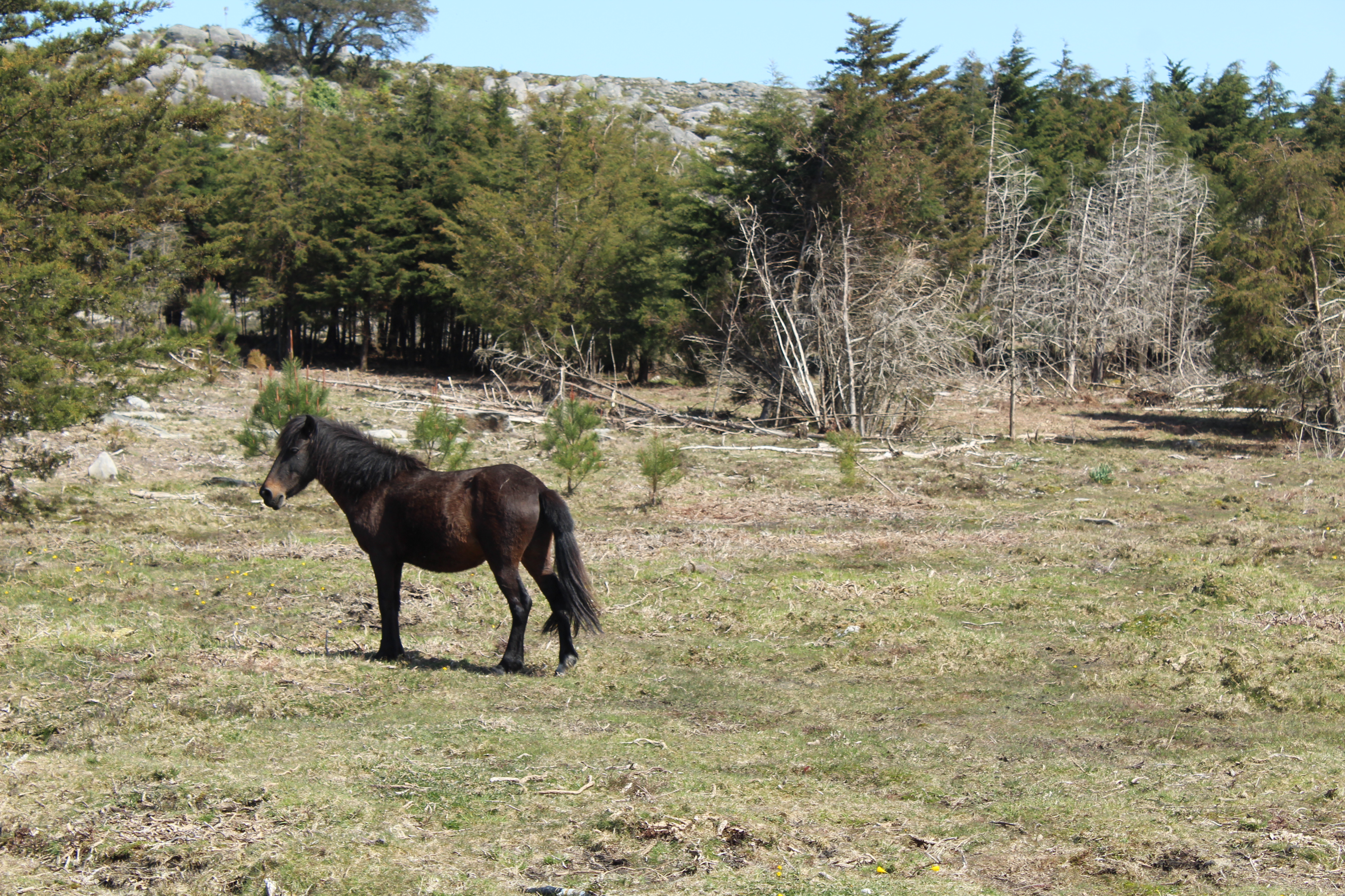 Caminhada de S. Martinho “Trilho na Chão da Serra de Santa Luzia" - Carreço