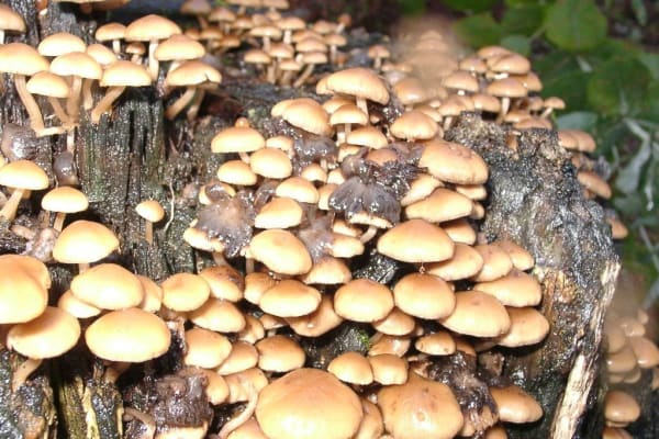 Foto 2 da atividade Galeria de Fotos