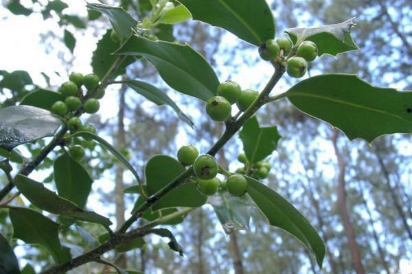 Foto 101 da atividade Galeria de Fotos