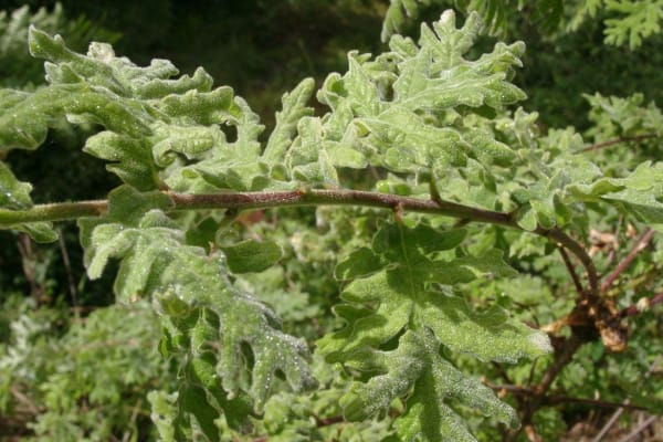 Foto 19 da atividade Galeria de Fotos