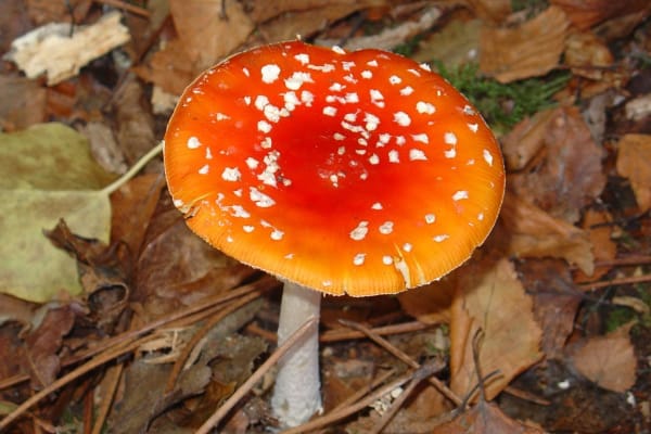 Foto 15 da atividade Galeria de Fotos