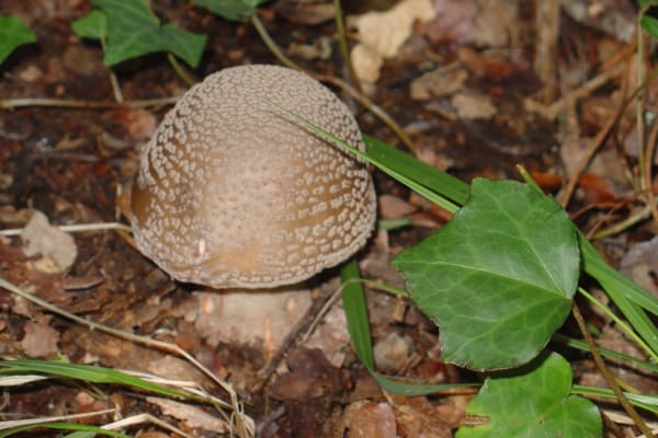 Foto 2 da atividade Galeria de Fotos