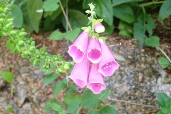 Foto 67 da atividade Galeria de Fotos