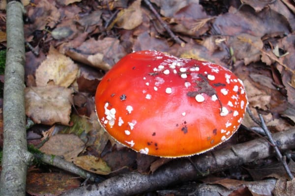 Foto 67 da atividade Galeria de Fotos