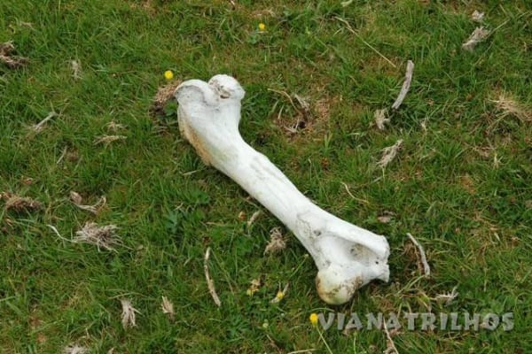 Foto 99 da atividade Galeria de Fotos