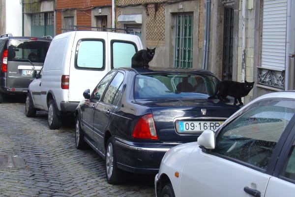 Foto 1 da atividade Galeria de Fotos