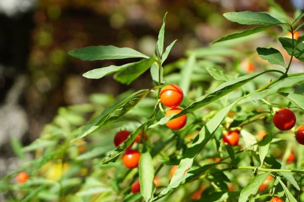 Foto 57 da atividade Galeria de Fotos