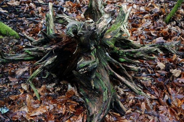 Foto 46 da atividade Galeria de Fotos