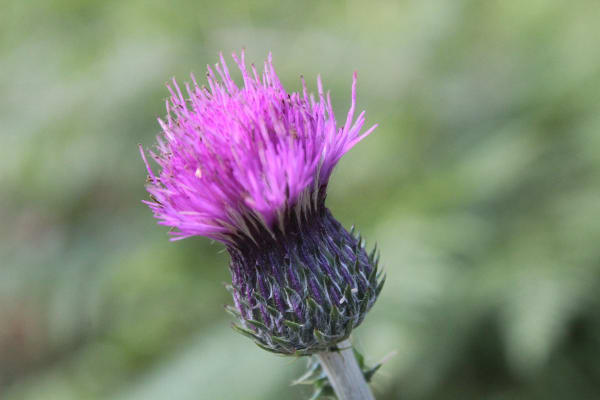 Foto 75 da atividade Galeria de Fotos