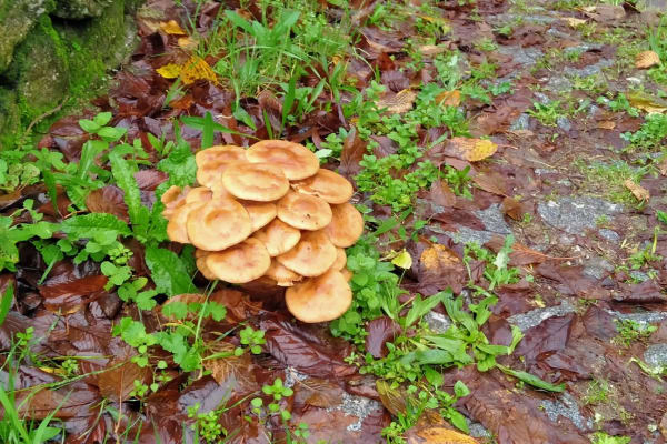 Foto 45 da atividade Galeria de Fotos