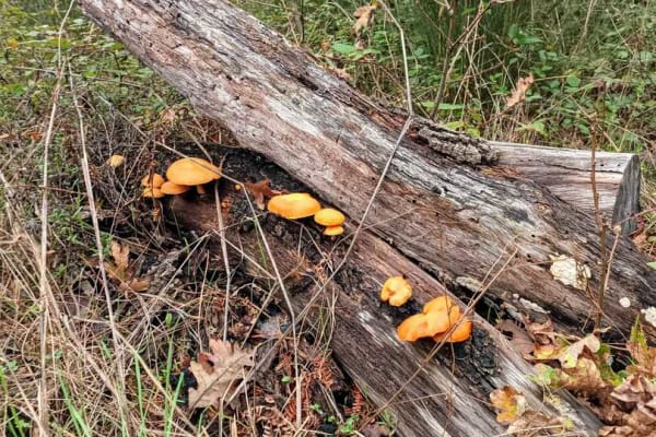 Foto 62 da atividade Galeria de Fotos