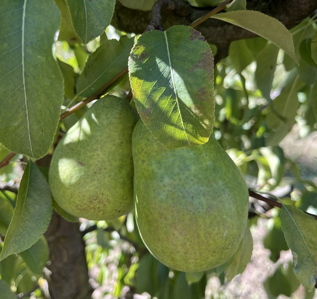 Fruits de saison