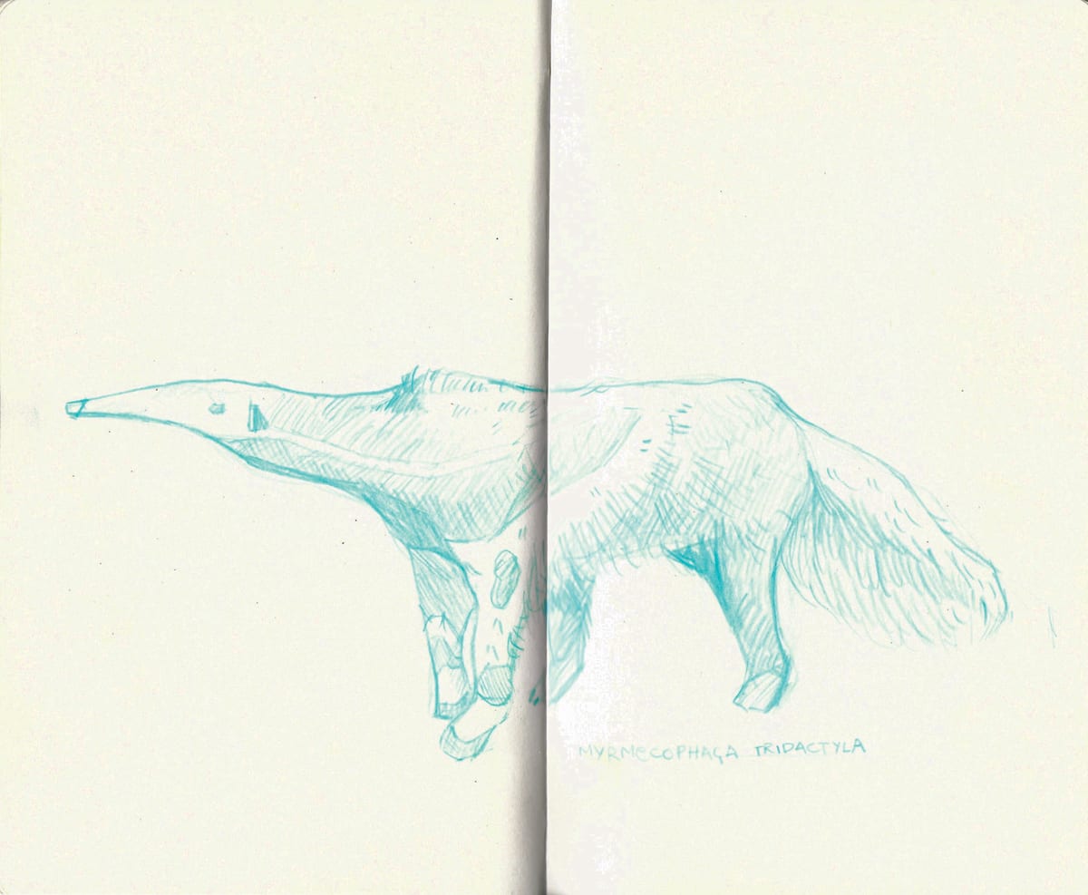 https://res.cloudinary.com/dgksx9vlc/image/upload/v1766164734/sketchbook%20new/anteater_mi1k35.jpg