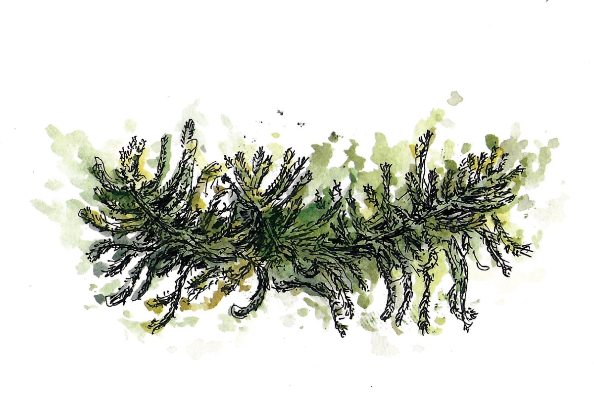 https://res.cloudinary.com/dgksx9vlc/image/upload/v1766165160/sketchbook%20new/christmas_pngqci.jpg