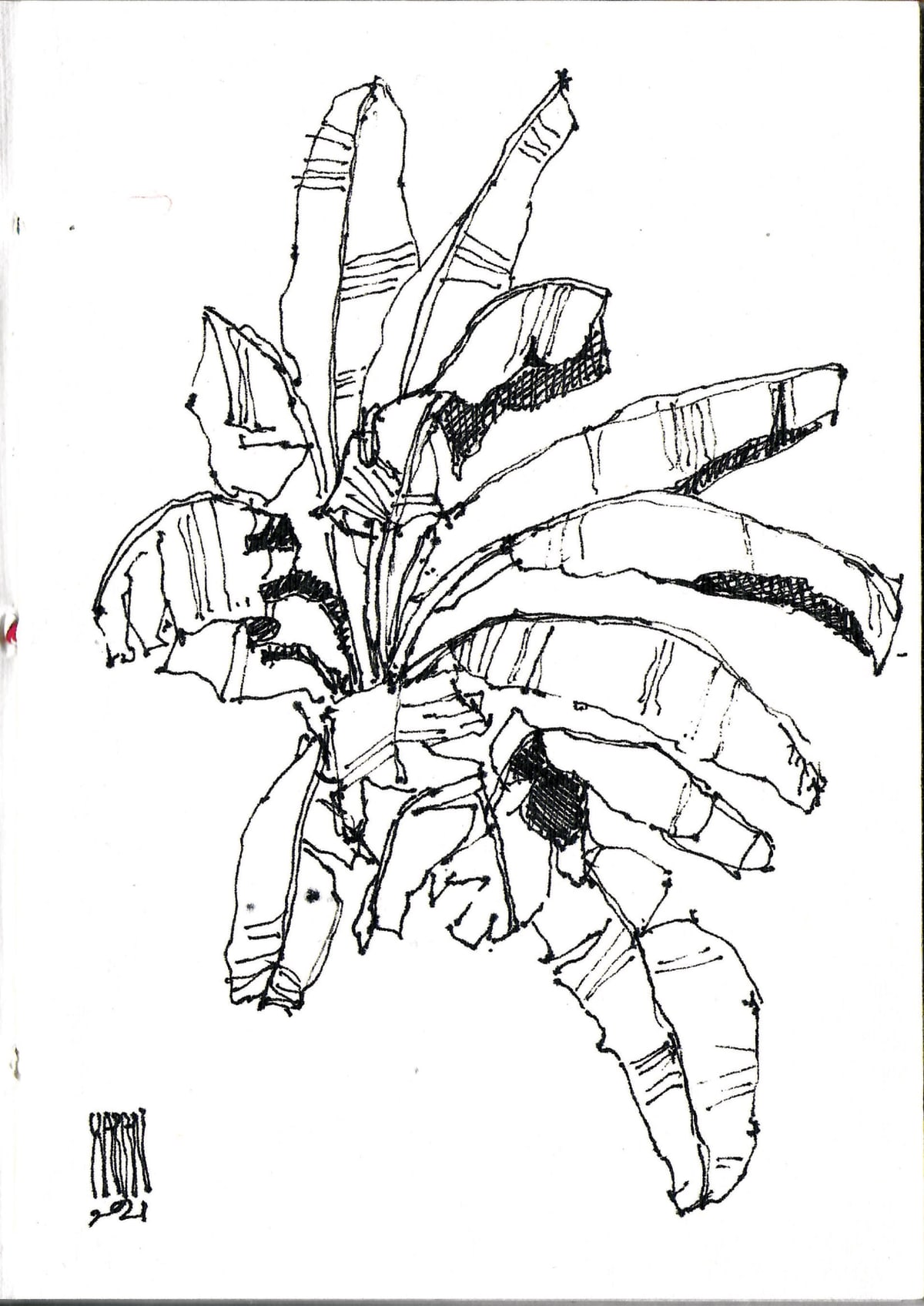https://res.cloudinary.com/dgksx9vlc/image/upload/v1766165466/sketchbook%20new/palm_2_gyq6fg.jpg