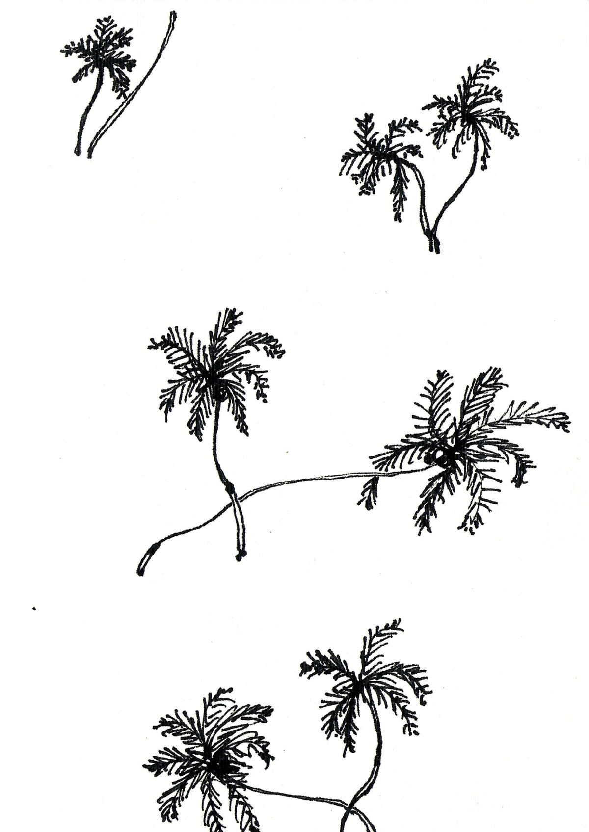 https://res.cloudinary.com/dgksx9vlc/image/upload/v1766165471/sketchbook%20new/palm_j1feym.jpg