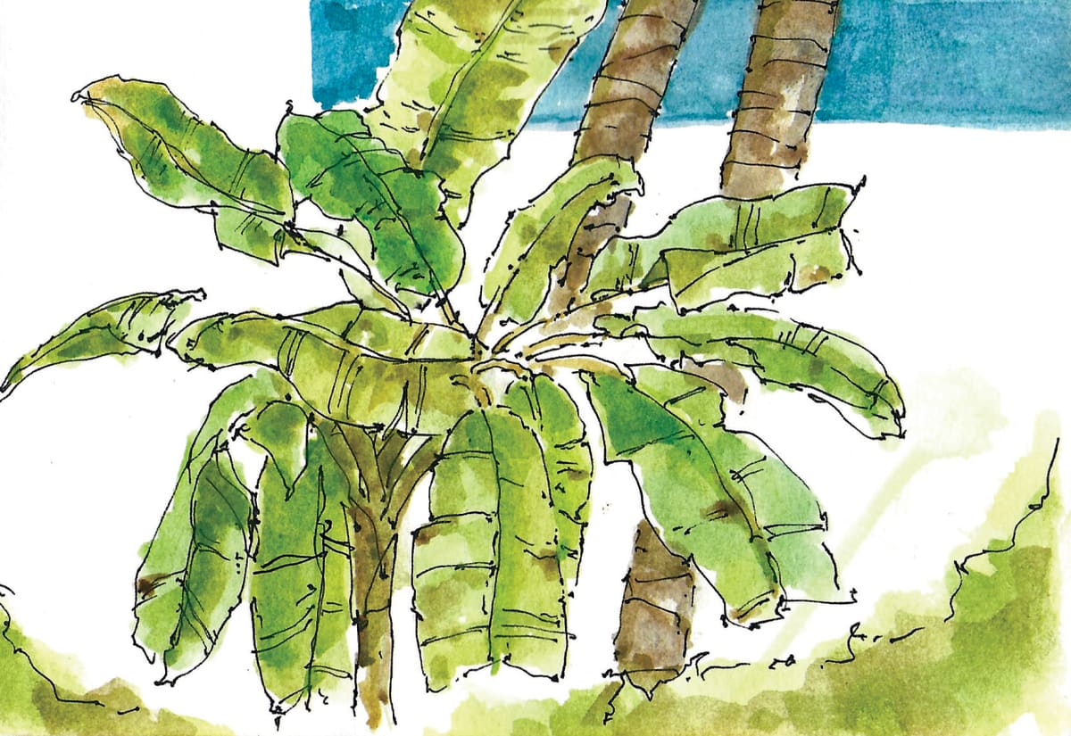 https://res.cloudinary.com/dgksx9vlc/image/upload/v1766165523/sketchbook%20new/plant14_oyykql.jpg