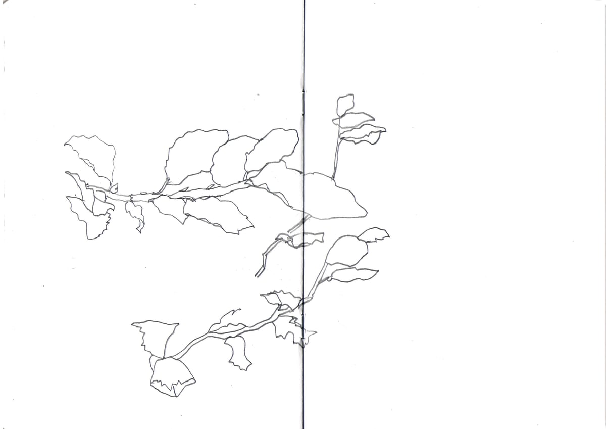 https://res.cloudinary.com/dgksx9vlc/image/upload/v1766165527/sketchbook%20new/plant21_oisw2t.jpg